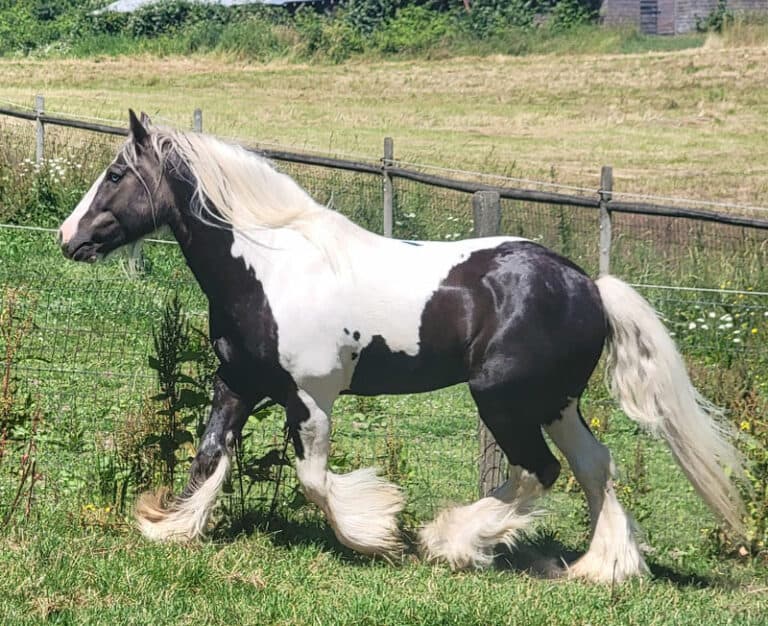 Quarter Horse / Gypsy Vanner cross horses for sale | Deary, Idaho