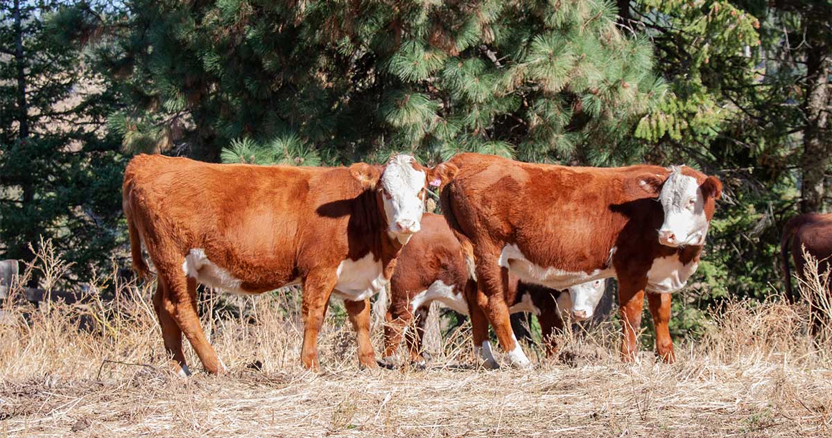 Polled Herefords | Hereford Breeding Stock cattle for sale | Deary, Idaho